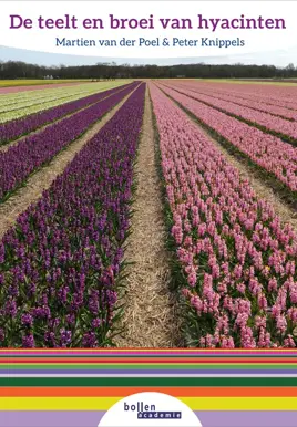 De teelt en broei van hyacinten