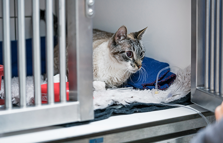 Dierverzorging & Paraveterinair