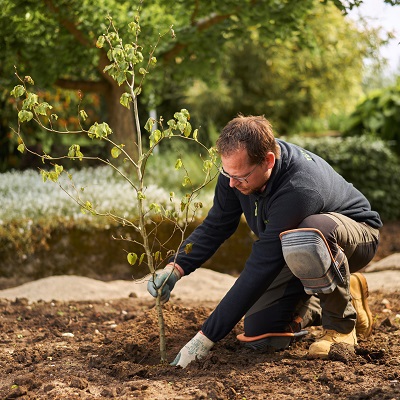 Viridis boom planten