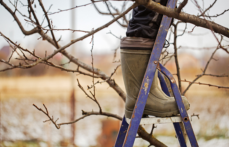 Profiel Groen keuzevakken